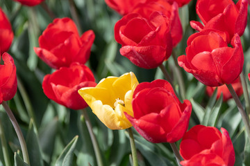 Yellow tulip in a field of red tulips