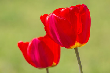 Obraz premium close up of two red tulips