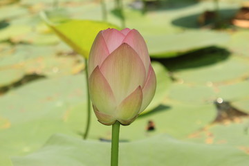 Pink lotus flower blossom in pond.