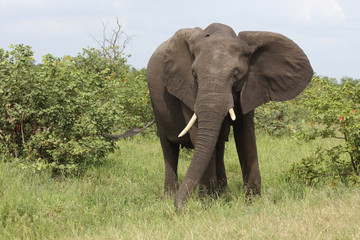 Afrikanischer Elefant / African elephant / Loxodonta africana