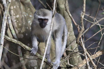 un singe vervet dans un arbre