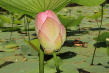 Asian pink lotus flower