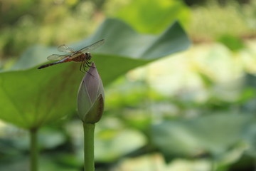 Dragonfly on flower bud on summer. Dragonfly macro photo. Dragonfly flower view.