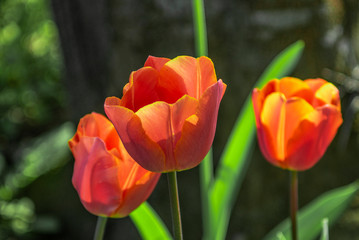 Tulip