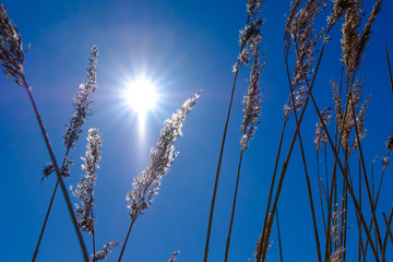 Dry brown stems. Autumn theme of nature. The contour of the grass against the sun on a blue cloudless sky.
