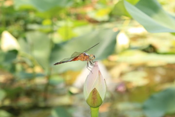Dragonfly on flower bud on summer. Dragonfly macro photo. Dragonfly flower view.