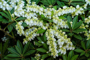 Blühende Lavendelheide