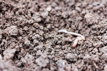 earthworm in loamy moist soil,the first worm in the spring