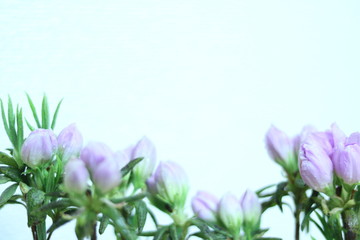 淡い紫ツツジのつぼみ pale purple azalea buds 2