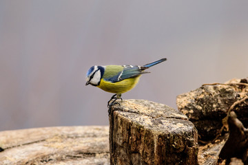 Animali, Cince