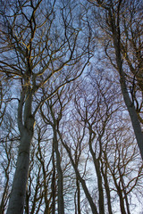 tree in the sky
