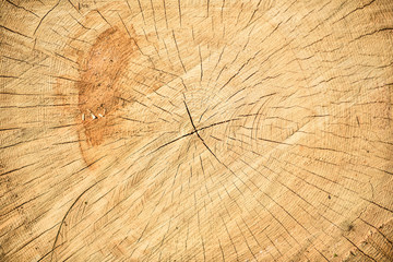 Closeup macro view of end cut wood tree section with cracks and annual rings. Natural organic texture with cracked and rough surface. Flat wooden surface with annual rings.
