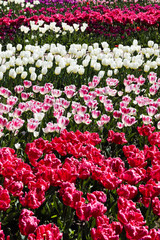 Beautiful bouquet of tulips nature background.