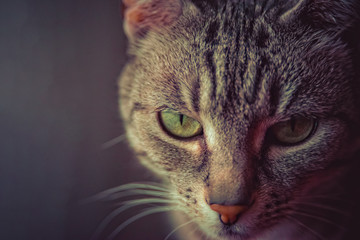 Gray white striped european short hair cat