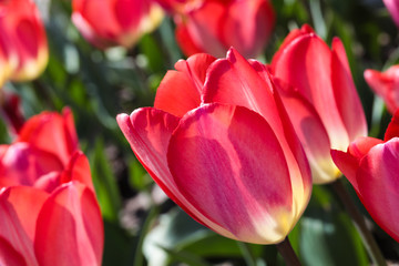 Naklejka premium Beautiful bouquet of tulips nature background.