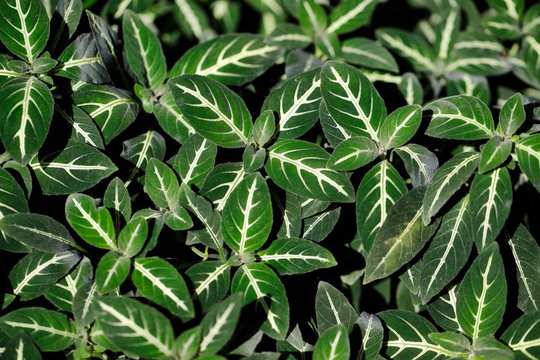 Close-up of striped nephthytis afzelii tropical flowering plant