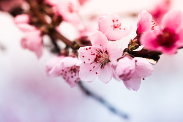 Pink peach flowers begin blooming in the garden. Beautiful flowering branch of peach on blurred garden background. Close-up, spring theme of nature. Selective focus
