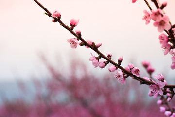 Obraz premium Pink peach flowers begin blooming in the garden. Beautiful flowering branch of peach on blurred garden background. Close-up, spring theme of nature. Selective focus