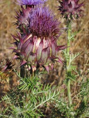 Distel