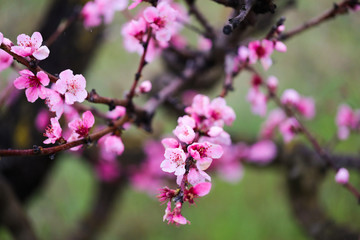 Obraz premium Pink peach flowers begin blooming in the garden. Beautiful flowering branch of peach on blurred garden background. Close-up, spring theme of nature. Selective focus