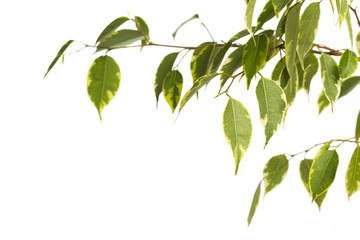 ficus tree isolated on white background