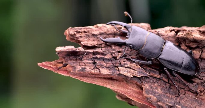 ヒラタクワガタ 日本のクワガタ
