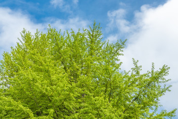 Fototapeta premium 新緑の木と青空