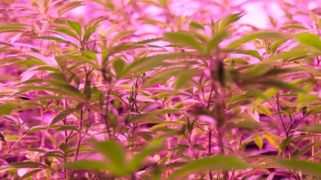 Marijuana. Marijuana and Cannabis growing indoors. Marijuana Grow Tent with lights. Medical and Recreational Cannabis plants.