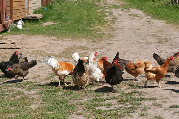 Breeding poultry in the summer.Chickens,roosters.Rural life.