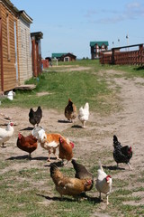 Breeding poultry in the summer.Chickens,roosters.Rural life.