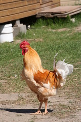 Breeding poultry in the summer.Chickens,roosters.Rural life.