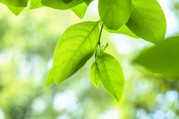 新緑の葉
