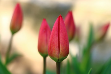  spring time beautiful tulips