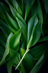 Green tropical leaves on a dark background. Greenery background patern, leaf foliage.