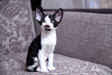 little Kitten breed Cornish Rex