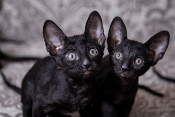 little Kitten breed Cornish Rex