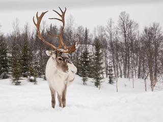 Close up to reindeers head