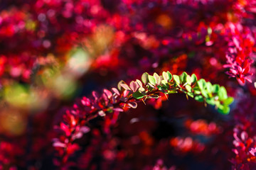barberry red branch bush