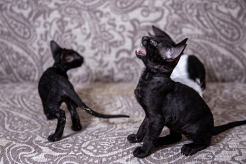 little Kitten breed Cornish Rex