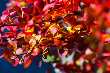 barberry red branch