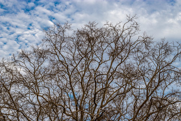 Fototapeta na wymiar Dry tree timber against blue sky and white clouds