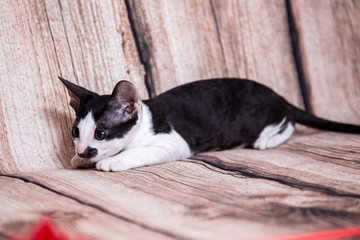 little Kitten breed Cornish Rex