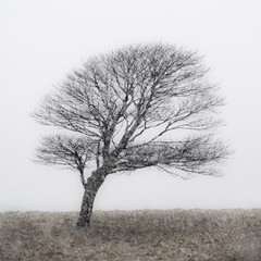 Lone Tree in snow storm