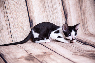 little Kitten breed Cornish Rex