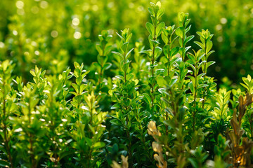 barberry bush green