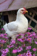 chicken flowers,In the autumn flowers the white cock is sitting beautiful
