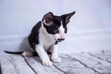 little Kitten breed Cornish Rex