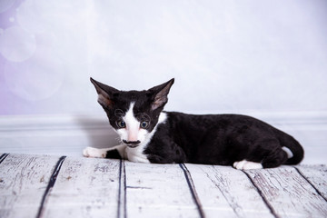 little Kitten breed Cornish Rex