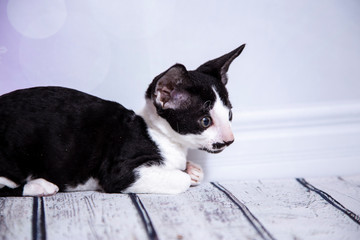 little Kitten breed Cornish Rex