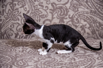 little Kitten breed Cornish Rex